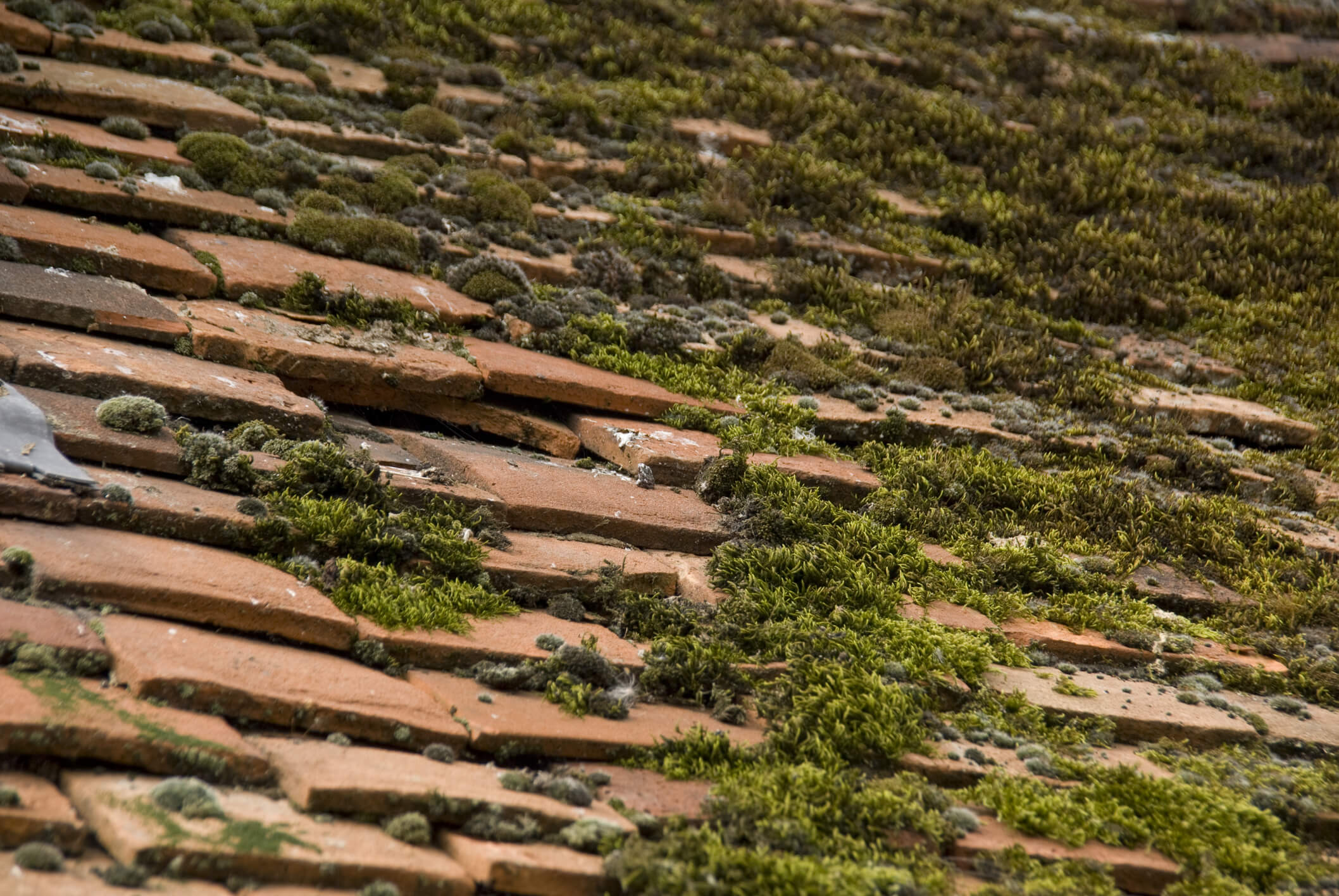 Clay roof tiles covered in moss and damaged roof in need of replacing
